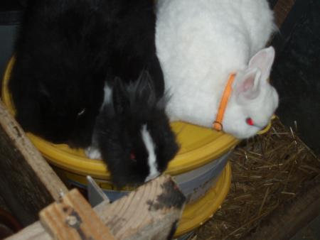 mes 3 lapins